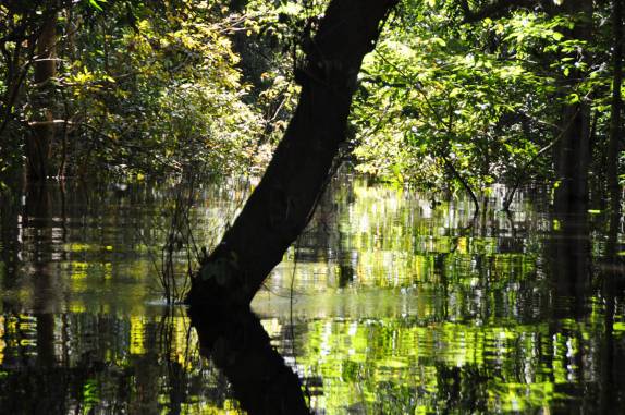 Floresta submersa no arquipélago de Anavilhanas, região de Novo Airão - AM